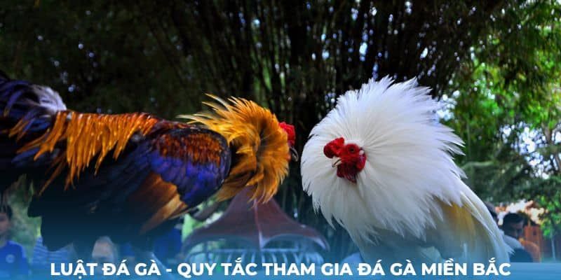 Mẹo tăng cơ hội thắng khi áp dụng Luật đá gà miền Bắc